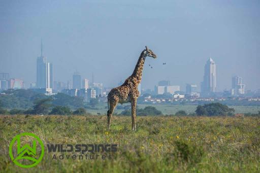 Nairobi National Park Morning Game Drive Safari Budget